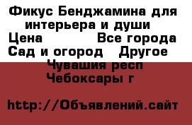 Фикус Бенджамина для интерьера и души › Цена ­ 2 900 - Все города Сад и огород » Другое   . Чувашия респ.,Чебоксары г.